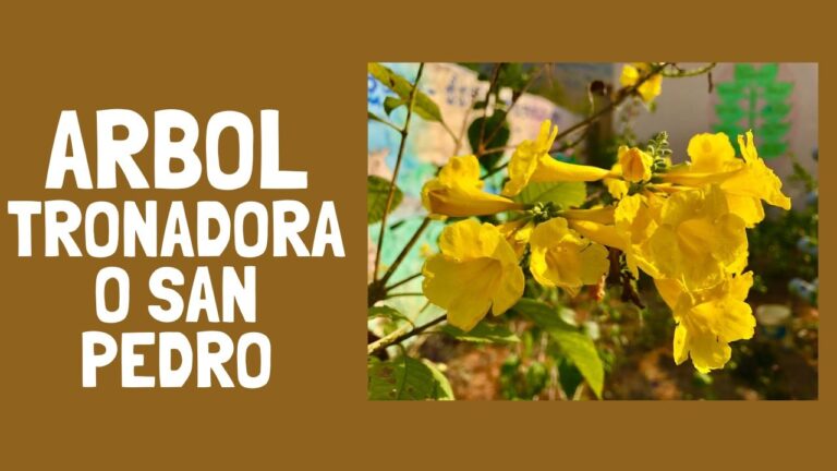 Tiendas de Jardiner&iacute;a en San Fernando que Ofrecen Plantas Medicinales