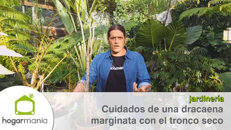 Gu&iacute;a para Reportar Problemas de Plagas en Rota