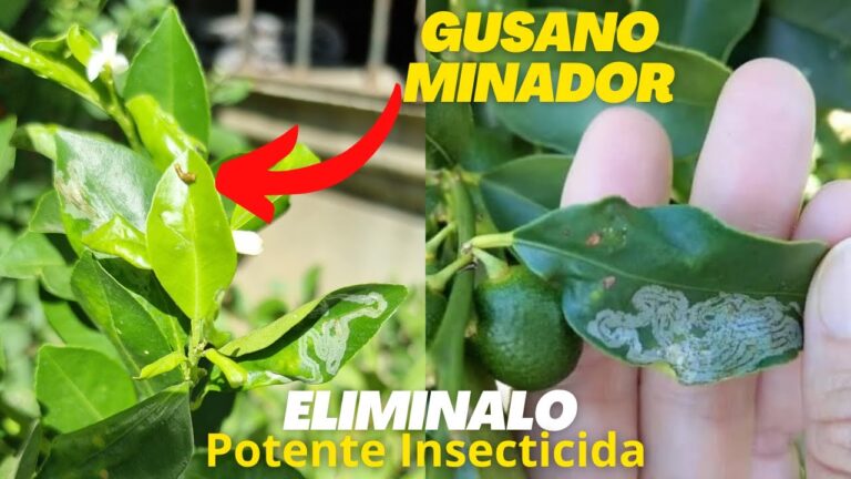 Gu&iacute;a para Comprar Productos Org&aacute;nicos en Chipiona
