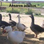 Gu&iacute;a para Encontrar Escuelas de Teatro en Sanl&uacute;car de Barrameda