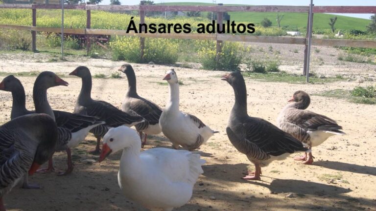 Academias de Teatro para Adultos en Sanl&uacute;car de Barrameda: Gu&iacute;a y Ubicaciones