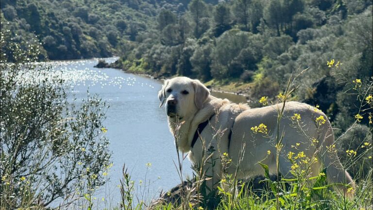 Senderismo con Perros en Puerto Real: Mejores Rutas y Consejos