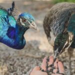 Gu&iacute;a de Compras para Mascotas en Chiclana de la Frontera